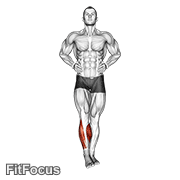 Ankle Circles GIF