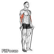 Band Alternating Biceps Curl GIF