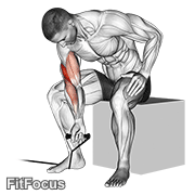 Band Concentration Curl GIF — animated arms exercise demonstration