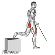 Band One Arm Single Leg Split Squat GIF