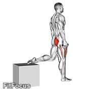 Band Single Leg Split Squat exercise GIF demonstration
