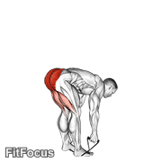 Band Stiff Leg Deadlift GIF — animated legs exercise demonstration