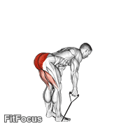 Band Straight Back Stiff Leg Deadlift GIF