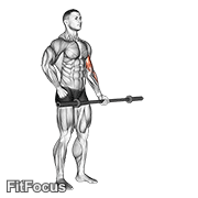 Barbell Alternate Biceps Curl GIF