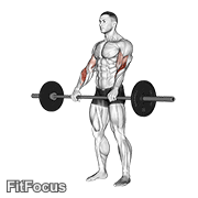 Barbell Reverse Curl GIF