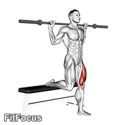 Barbell Single Leg Split Squat GIF