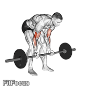 Barbell Standing Concentration Curl GIF
