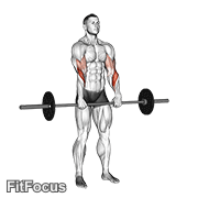 Barbell Standing Reverse Grip Curl GIF