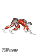 Bear Crawl