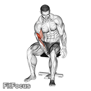 Biceps Leg Concentration Curl GIF