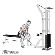 Cable Concentration Curl GIF
