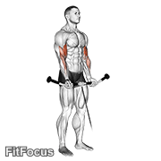 Cable Curl GIF — animated arms exercise demonstration