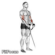 Cable Hammer Curl (with Rope) GIF