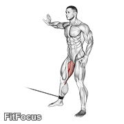 Cable Hip Adduction GIF — animated legs exercise demonstration