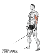Cable One Arm Curl (one arm cable curl) GIF — animated arms exercise demonstration
