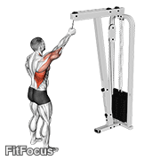 Cable One Arm Pulldown GIF