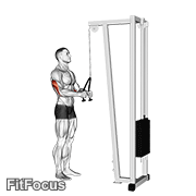 Cable Pushdown (with Rope Attachment) GIF