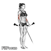 Cable Reverse Curl GIF — animated arms exercise demonstration