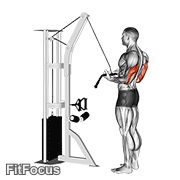 Cable Reverse-grip Pushdown (reverse-grip cable pushdown) GIF — animated arms exercise demonstration