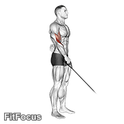 Cable Reverse One Arm Curl GIF — animated arms exercise demonstration