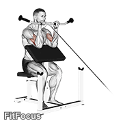 Cable Reverse Preacher Curl GIF — animated arms exercise demonstration