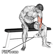 Cable Seated One Arm Concentration Curl GIF