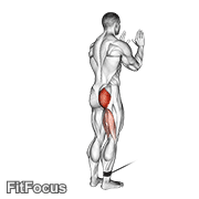 Cable Standing Hip Extension GIF