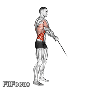 Cable Standing Lift GIF