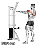 Cable Standing Rear Delt Row (with Rope) GIF