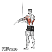 Cable Straight Arm Pulldown GIF — animated back exercise demonstration