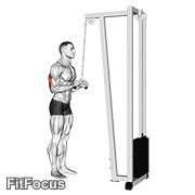 Cable Triceps Pushdown (v-bar)