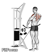 Cable Upright Row GIF