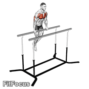Chest Dip On Straight Bar exercise GIF demonstration