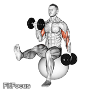 Dumbbell Alternating Bicep Curl With Leg Raised On Exercise Ball GIF