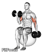 Dumbbell Alternating Seated Bicep Curl On Exercise Ball GIF