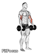 Dumbbell Biceps Curl Reverse GIF