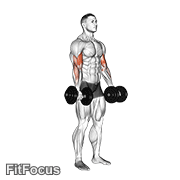 Dumbbell Biceps Curl GIF — animated arms exercise demonstration