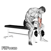 Dumbbell Concentration Curl GIF — animated arms exercise demonstration