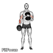 Dumbbell Cross Body Hammer Curl GIF
