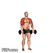 Dumbbell Cuban Press V. 2 GIF