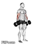 Dumbbell Hammer Curl V. 2 GIF
