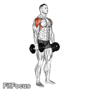 Dumbbell Lateral Raise animated form demonstration