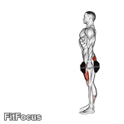 Dumbbell Lunge animated form demonstration