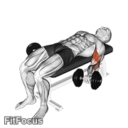 Dumbbell Lying Supine Biceps Curl GIF