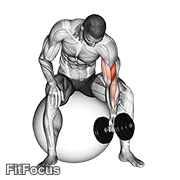 Dumbbell One Arm Concentration Curl (on Stability Ball) GIF