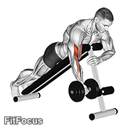 Dumbbell One Arm Prone Curl GIF