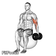 Dumbbell One Arm Seated Bicep Curl On Exercise Ball GIF