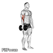 Dumbbell One Arm Standing Hammer Curl GIF