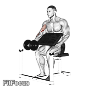 Dumbbell Preacher Curl GIF