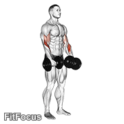 Dumbbell Revers Grip Biceps Curl GIF